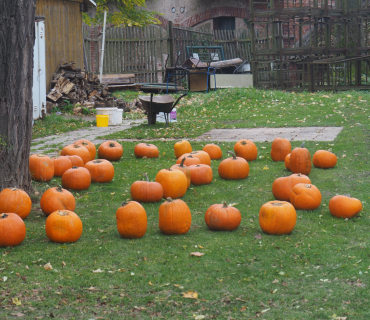 1.11.2025 Dlabání dýní.