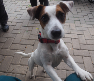 1.11.2025 Dlabání dýní.