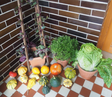 1.11.2025 výstava zahrádkářů