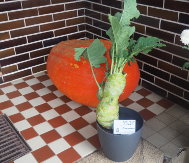 1.11.2025 výstava zahrádkářů