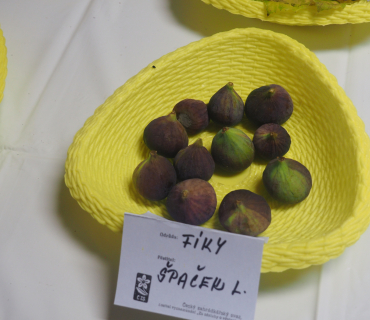 1.11.2025 výstava zahrádkářů