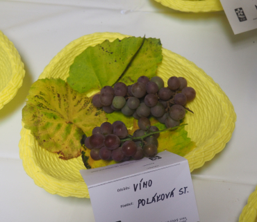 1.11.2025 výstava zahrádkářů