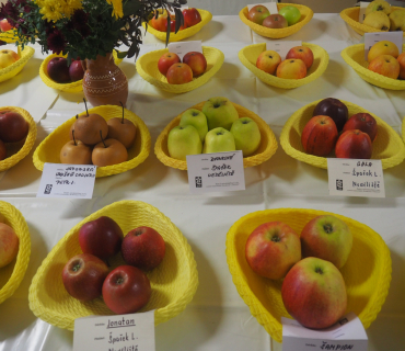 1.11.2025 výstava zahrádkářů