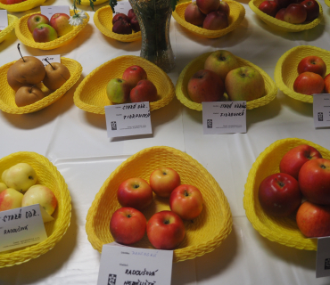 1.11.2025 výstava zahrádkářů